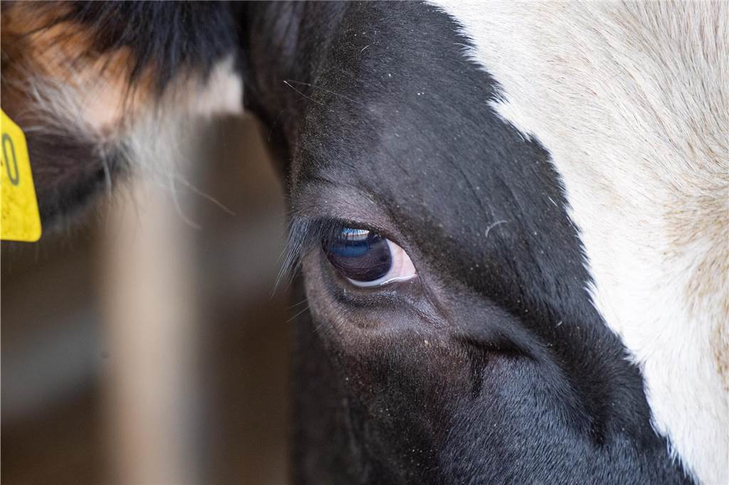 Massive Probleme im Kuhstall: Landwirt kommt mit blauem Auge davon Ein Kuhauge