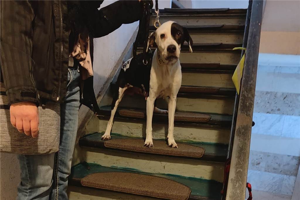 Seit Wochen alleine: Hunde-Drama in Dortmund spitzt sich zu Verwahrloster Hund Kirchlinde