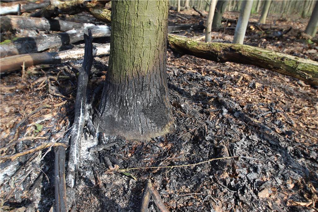 Waldbrand-Gefahr in Lünen und Selm: „Funke reicht für ein Inferno“ "Eine Eiche ist unten am Stamm verbrannt", erklärt Förster Elmar Berks und schätzt den Schaden auf mehrere tausend Euro.