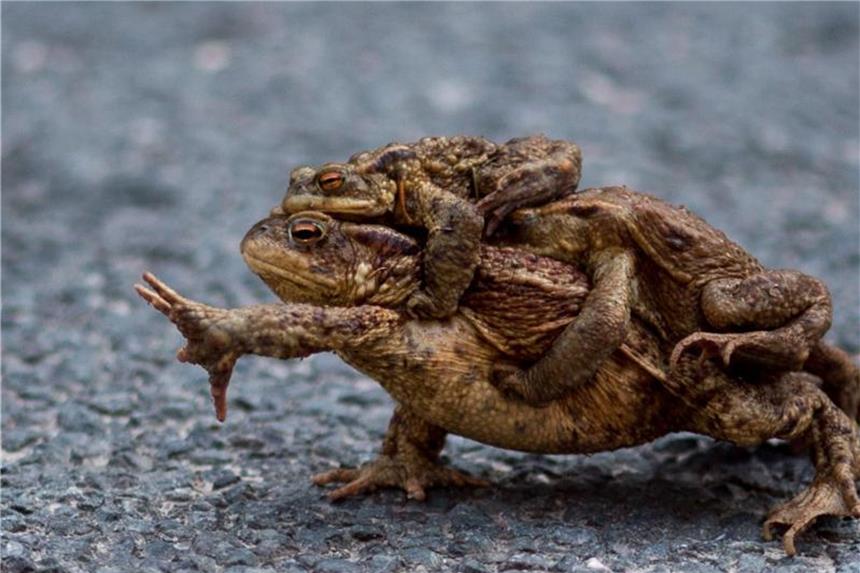 Eine Erdkröte trägt zwei männliche Tiere in Richtung des nahegelegenen Teiches. Die Amphibienwanderung und damit die Paarungszeit von Fröschen und Kröten begonnen. Foto: Klaus-Dietmar Gabbert