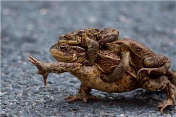 Eine Erdkröte trägt zwei männliche Tiere in Richtung des nahegelegenen Teiches. Die Amphibienwanderung und damit die Paarungszeit von Fröschen und Kröten begonnen. Foto: Klaus-Dietmar Gabbert