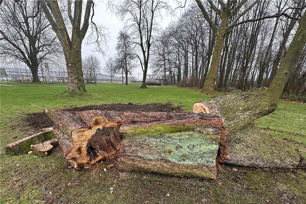Gefällter Baum auf altem Festplatz in Bork: Silberahorn war von Pilz befallen Eine Fachfirma hat den Baum gefällt.