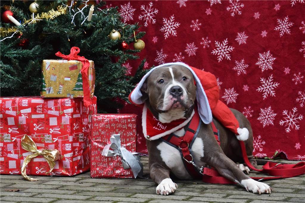Weihnachtsmarkt für Hunde: Neues Halsband für ein „echtes Christkind“ Ein hund mit Weihnachsmütze liegt neben Geschenken