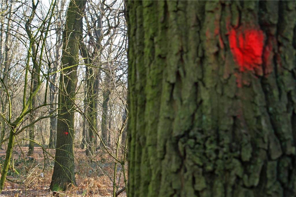 Anwohner entsetzt von „Kahlschlag“ in ihrem Garten: Regeln zur Rodung Ein Baum im Wannebachtal in Dortmund ist mit einem roten Punkt markiert.