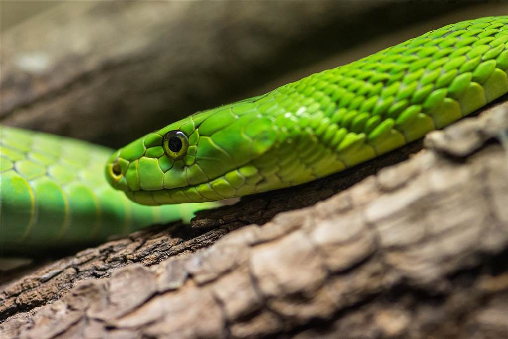 35 Giftschlangen und eine Giftspinne sind in Unna und Hamm gemeldet Eine Grüne Mamba schlängelt sich im Reptilienzoo in Regensburg (Oberpfalz) einen Ast entlang. Die bis zu zwei Meter lange Giftschlange lebt in Ost- und Südafrika meist auf Bäumen.