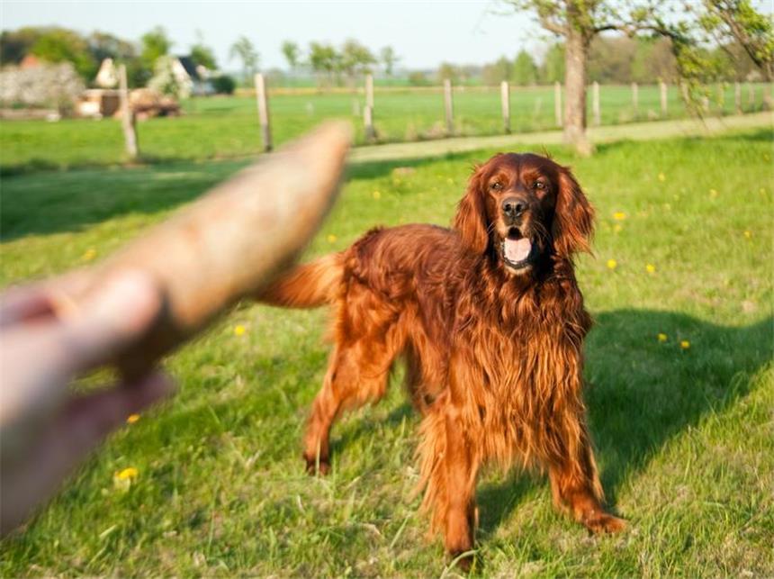 Jagdhunde eignen sich für Familien Eine gute Spürnase: Setter gehören zu den klassischen Jagdhunden. Ganz abgewöhnen können Besitzer ihrem Tier diesen Trieb nicht. (Bild: Warnecke/dpa/tmn)