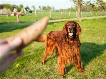 Eine gute Spürnase: Setter gehören zu den klassischen Jagdhunden. Ganz abgewöhnen können Besitzer ihrem Tier diesen Trieb nicht. (Bild: Warnecke/dpa/tmn)