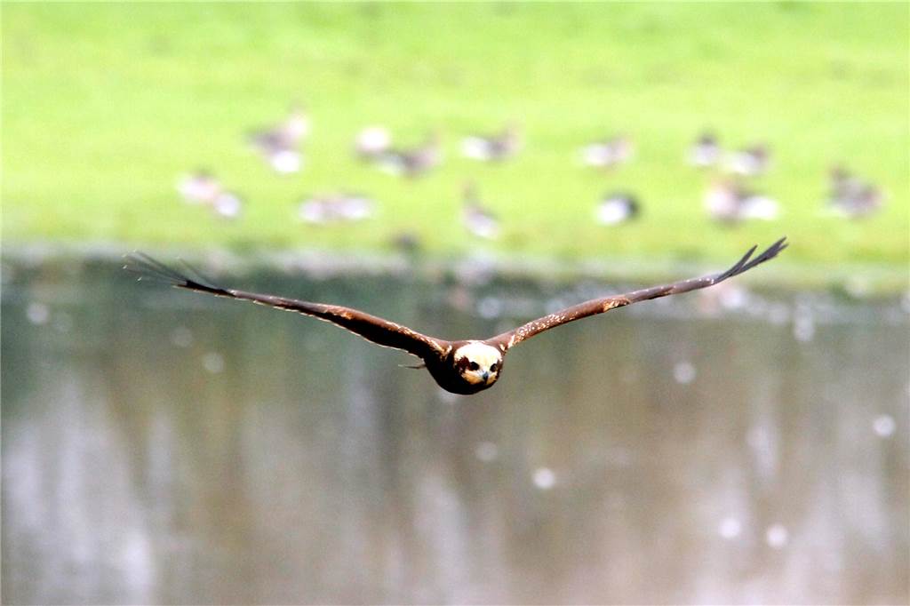 Ornithologe klärt auf: Dieser Greifvogel nistet in Werne Eine junge Rohrweihe im Flug.