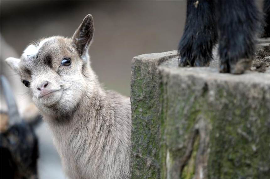 Naturschützer: Kein Futter von Zuhause in Tierparks Eine junge Zwergziege schaut im Tierpark Lindenthal in Köln in die Kamera. Foto: Federico Gambarini/Archiv