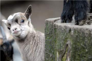 Eine junge Zwergziege schaut im Tierpark Lindenthal in Köln in die Kamera. Foto: Federico Gambarini/Archiv