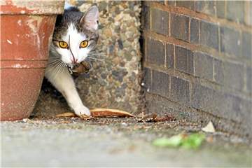 Eine Katze, die über die Straße lief (Symbolbild), soll an der Wilhelmstraße einen Unfall ausgelöst haben. Ein Ereignis, das jetzt vor Gericht verhandelt wurde.
