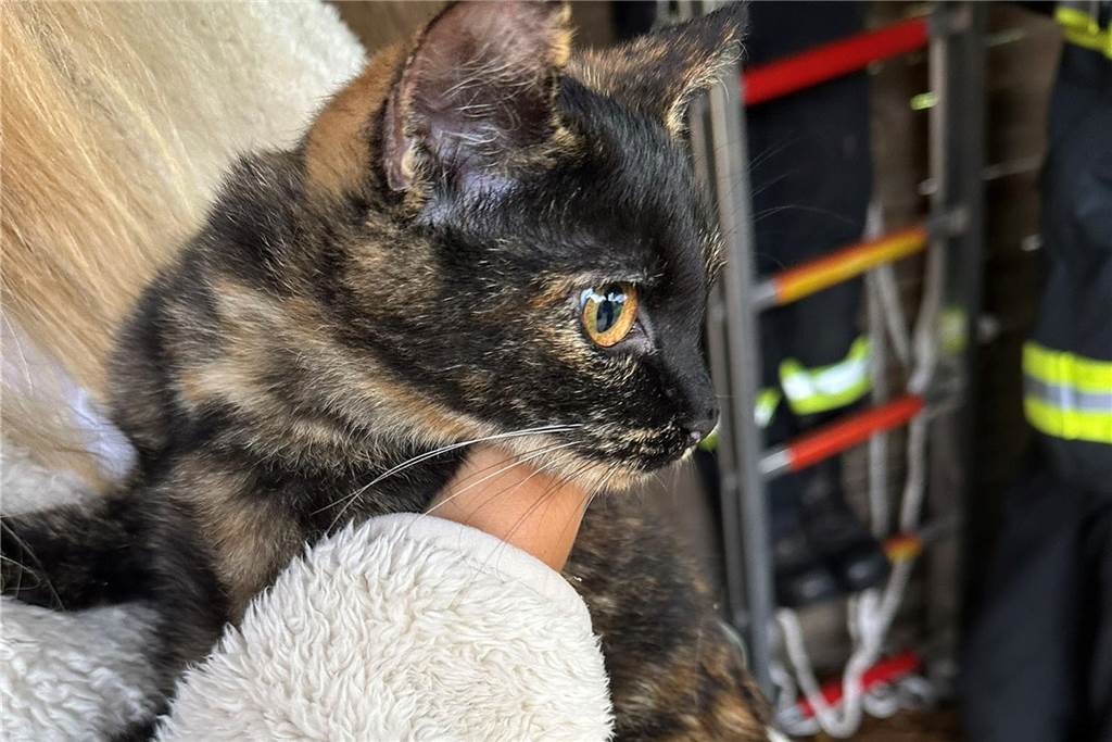 Schwierige Tierrettung und Flächenbrand: Viel Arbeit für die Feuerwehr Eine Katze wurde aus dem Baum gerettet und der Besitzerin übergeben.
