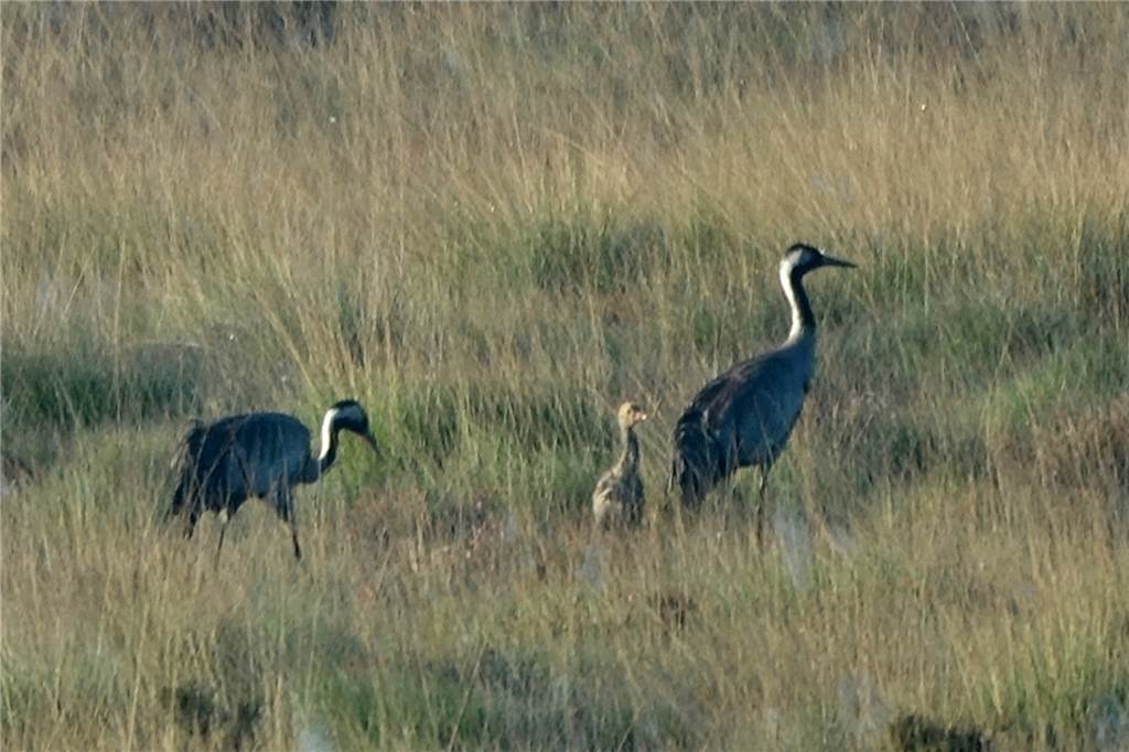 Trockenheit im Zwillbrocker Venn birgt Gefahr für den Flamingo-Nachwuchs Eine kleine Sensation im Zwillbrocker Venn: Nachwuchs bei den Kranichen. Zu ihrem Schutz sollten Besucher unbedingt auf den Wegen bleiben.
