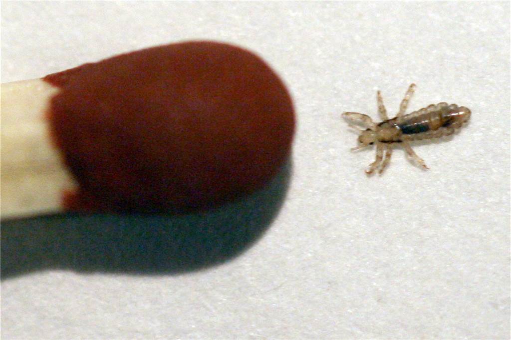 Läuse erkennen und bekämpfen: Krabbeltierchen in NRW auf dem Vormarsch Eine Kopflaus (lat.: Pediculus humanus capitis) ist zum Größenvergleich neben einem Streichholzkopf zu sehen.