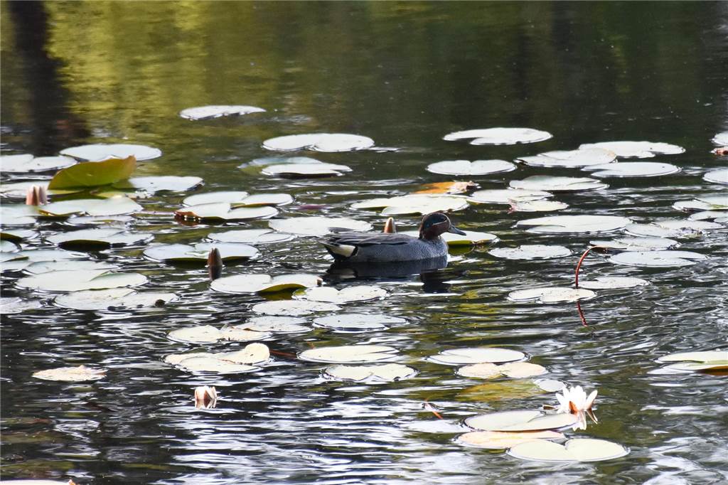 Ausbau Windenergie: Hörstoeler sehen Natur im Schwatten Gatt in Gefahr Krickente Schwattet Gatt
