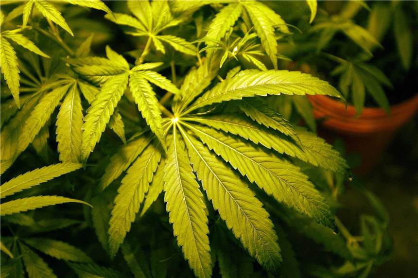 Ladendiebin wird erwischt und führt Polizei in Hagen ungewollt zu Cannabis-Anbau Eine Ladendiebin hat die Polizei in Hagen ungewollt zu einem Cannabis-Anbau geführt.