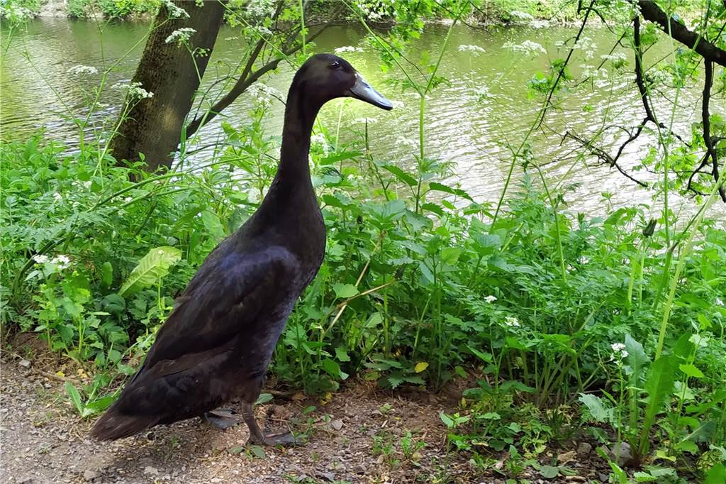 Koi, Laufente und Schildkröten: Ausgesetzte Arten bevölkern Alte Fahrt Eine Laufente watschelt über die Alte Fahrt. Sie ist wohl aus einer privaten Haltung ausgebüxt.