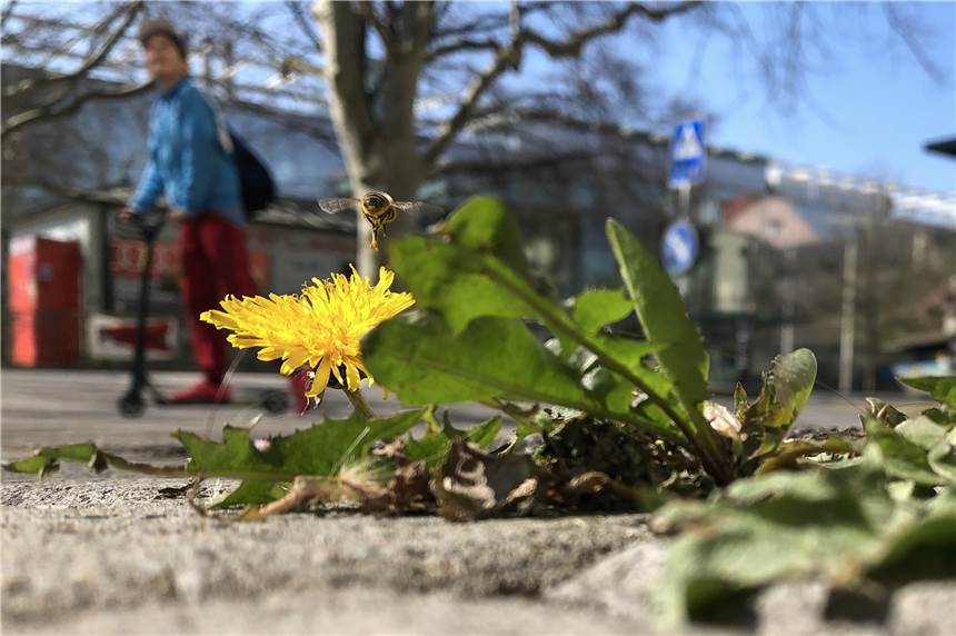Eine leckere Zutat für den Salat: Löwenzahn. Er sollte nur nicht direkt an einer Straße wachsen.