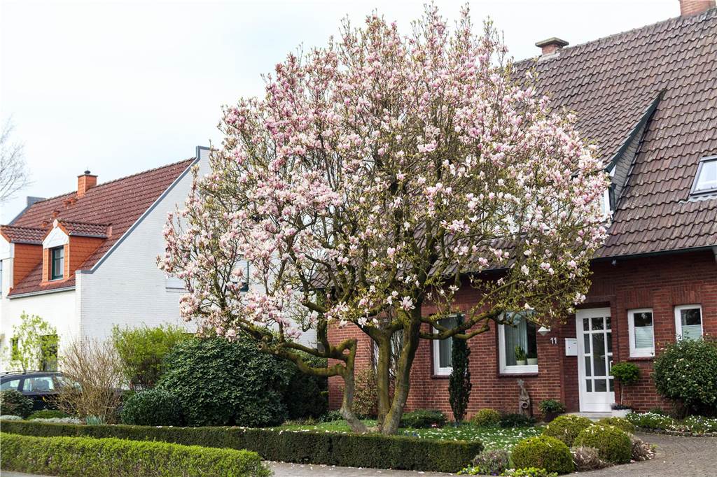 Eine Magnolie in Südlohn
