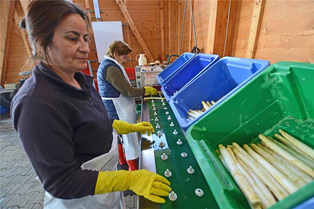 „Sich was gönnen“: Spargel ist noch begehrter als ohnehin schon Eine Maschine wäscht den Spargel. Zwei Mitarbeiterinnen des Hofes sortieren ihn nach Dicke und Qualitätsgraden.