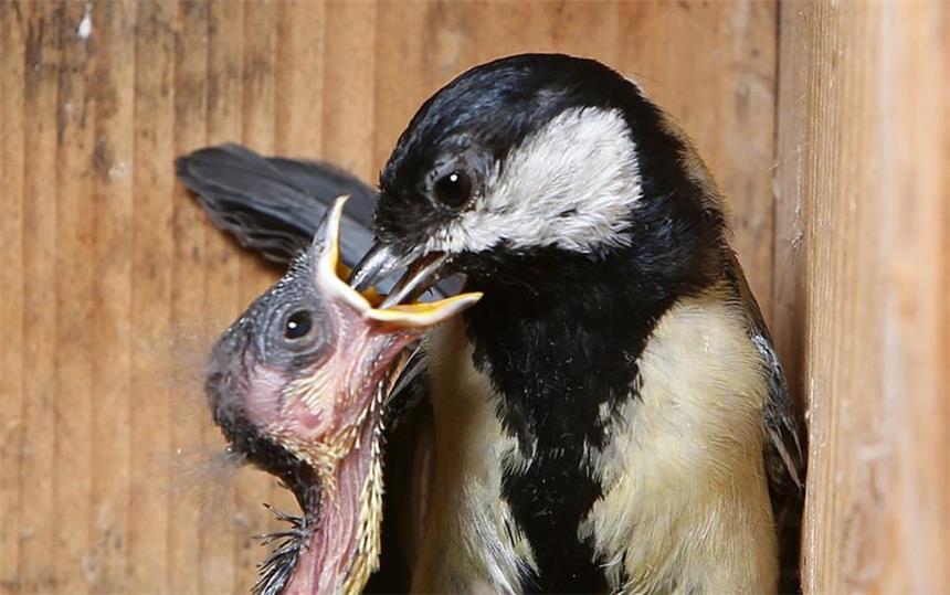 Sehen Sie Vogeleltern aus nächster Nähe beim Füttern zu Eine Meise füttert ihren Nachwuchs.
