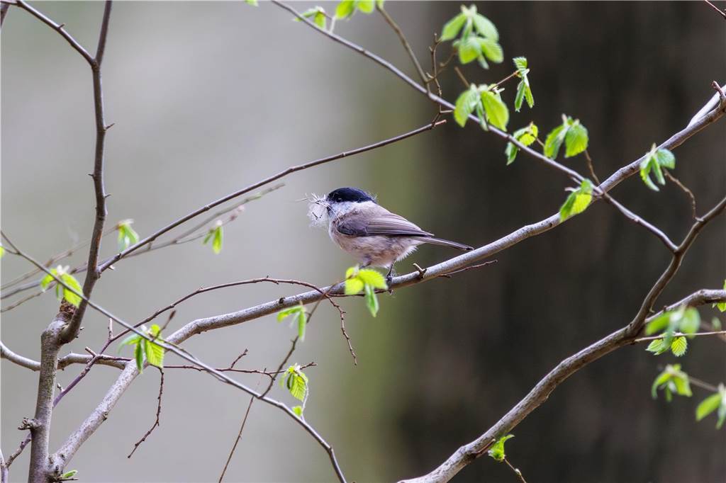 Eine Mönchsgrasmücke mit Nistmaterialien im Schnabel - auch das ist ein Fotomotiv aus dem Frühling.