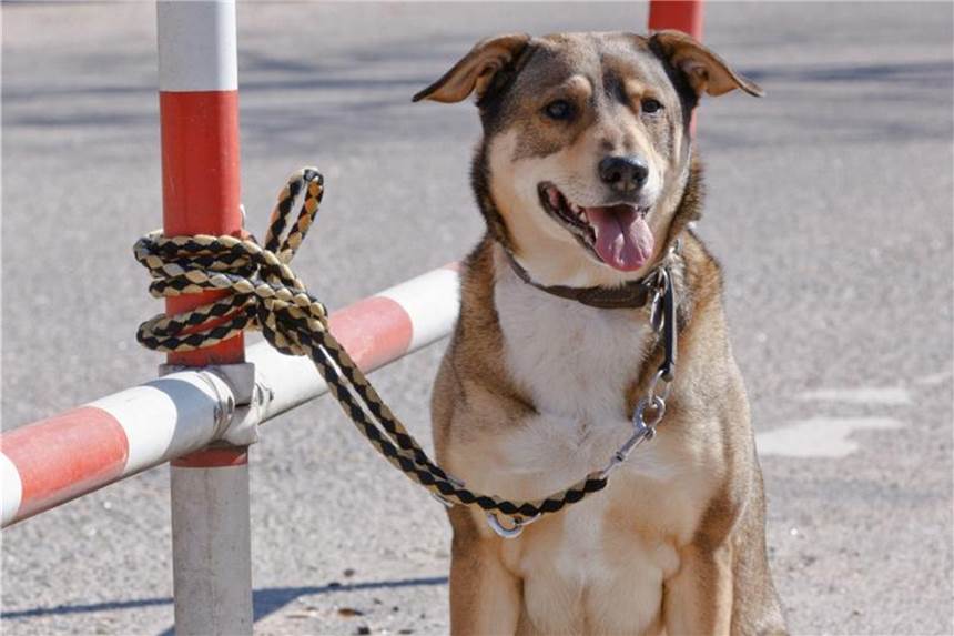 Pflegestelle erspart Hund oder Katze das Warten im Tierheim Eine Pflegestelle erspart dem Vierbeiner, im Tierheim auf ein neues Frauchen oder Herrchen zu warten. Gerade nach der Urlaubszeit, wo viele Haustiere ausgesetzt werden. Foto: Markus Scholz