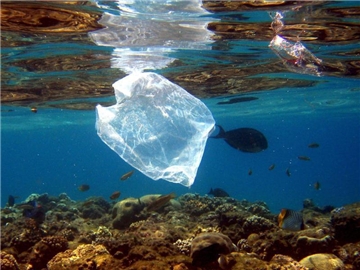 Eine Plastiktüte schwimmt über Korallen im Roten Meer. Foto: Mike Nelsin/Archiv