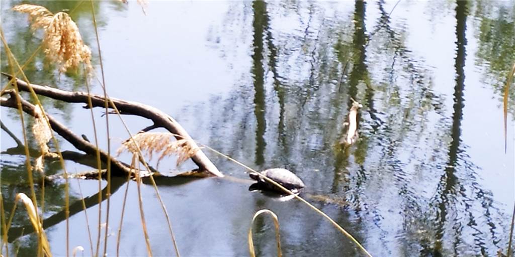 Koi, Laufente und Schildkröten: Ausgesetzte Arten bevölkern Alte Fahrt Eine Schildkröte sonnt sich im Wasser der Alten Fahrt in Olfen. Heimisch sind die Tiere hier nicht, fühlen sich aber pudelwohl.