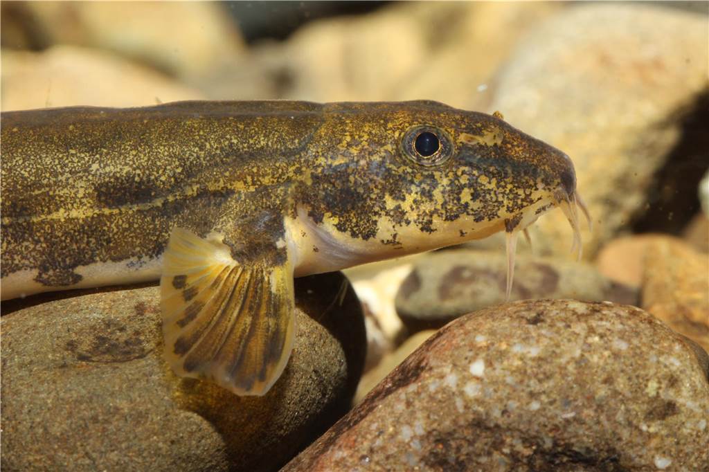 100 Jahre biologisch tot: Europas dreckigster Fluss ist wieder belebt Schmerle in Emscher