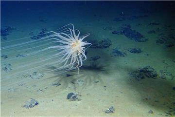 Eine Seeanemone im Zentralpazifik. Der Abbau von Rohstoffen bedroht die Lebewesen in der Tiefsee. Foto: Smith und Amon/ABYSSLINE Project