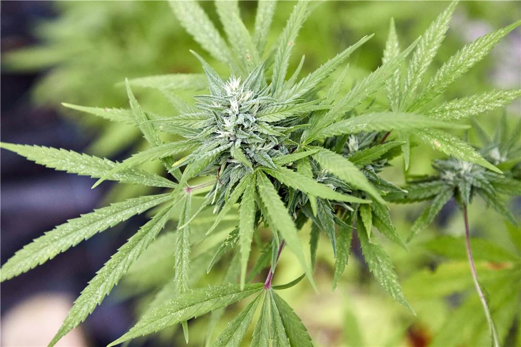 Wo dürfte man nach der Legalisierung Cannabis rauchen? Eine solche Cannabispflanze dürfte man sich nach der Legalisierung auch auf dem Balkon oder im Wohnzimmer halten.