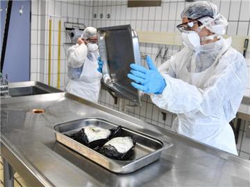 Eine Tierärztin untersucht zwei tote Reiherenten. Foto: Felix Kästle/dpa
