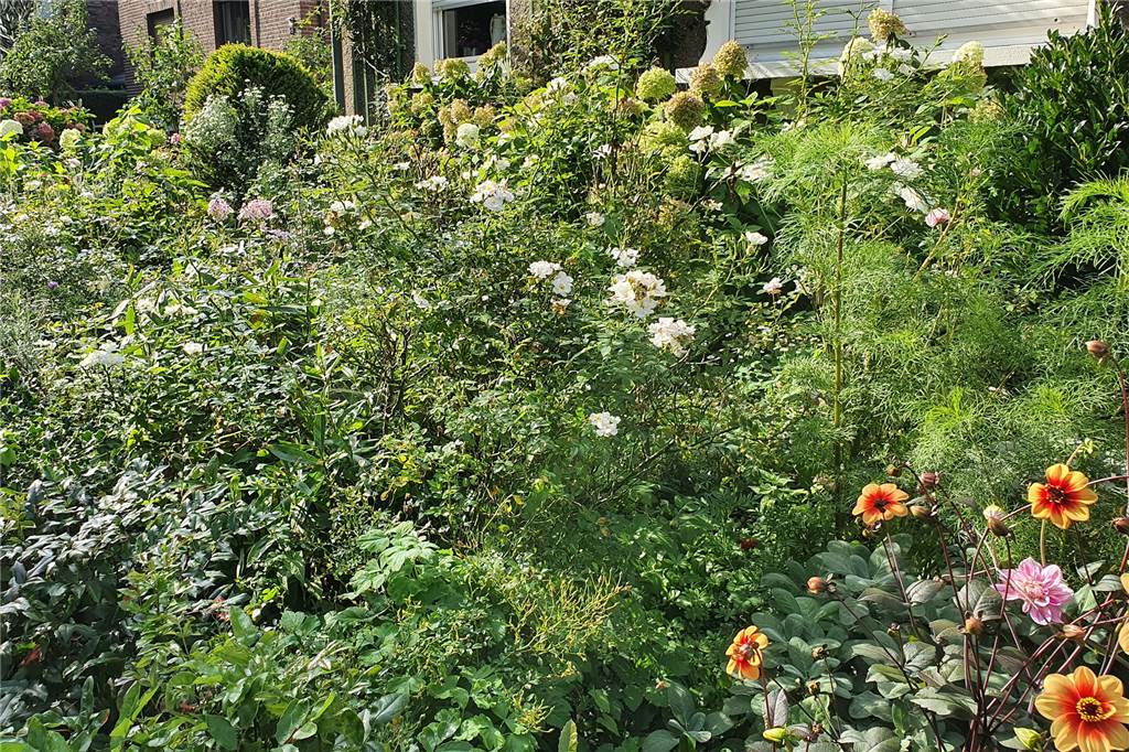 Schottergärten: Früherer Trend wird in Castrop-Rauxel überall abgelehnt Eine umwelt- und insektenfreundliche Alternative zu den Schottergärten zeigt dieser Garten in Castrop-Rauxel.