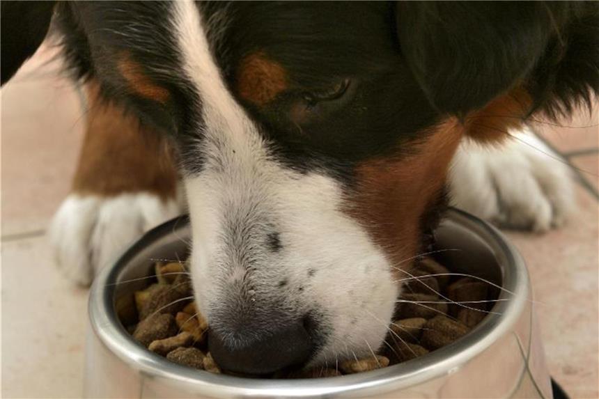 Eine ungarische Studie zeigt: Übergewichtige Hunde versuchen, die Aufnahme energiereichen Futters zu maximieren. Foto: Peer Grimm