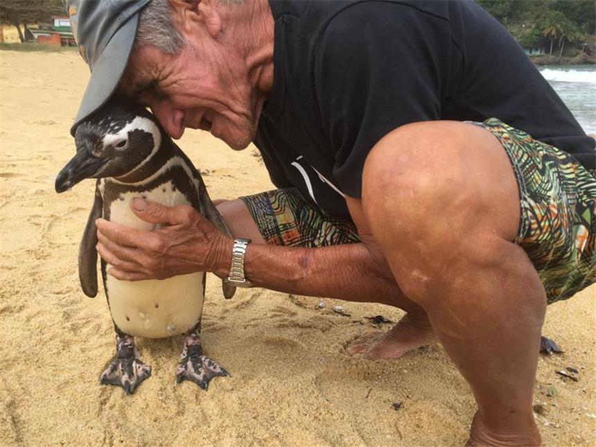 Das ist der wahrscheinlich treueste Pinguin der Welt Eine ungleiche Freundschaft: Der treue Pinguin Dindim und der pensionierte Maurer João Pereira de Souza.