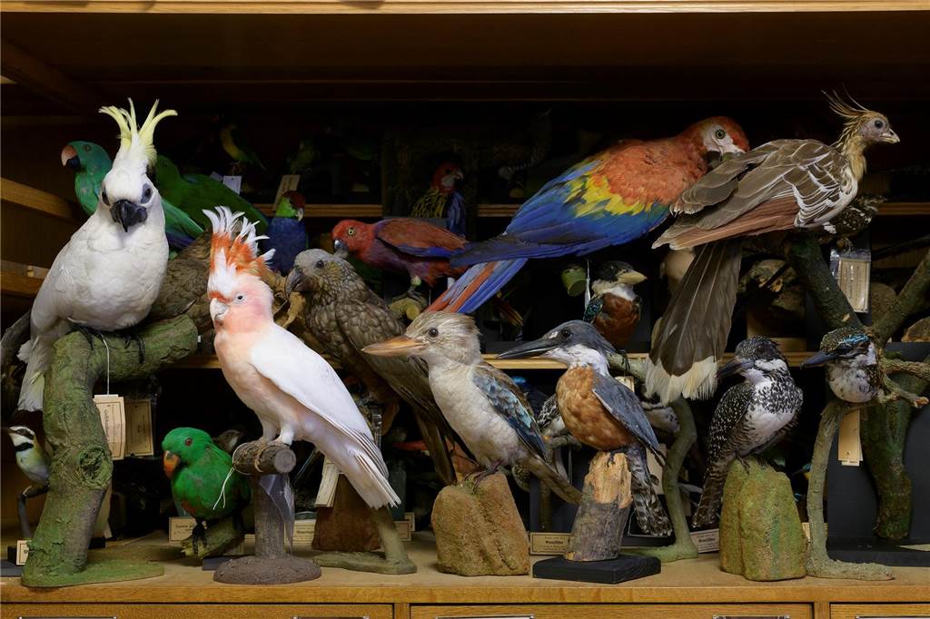 Bunte und schräge Vögel: Klaus Nigge gibt Einblick in verborgene Orte Eine verborgene Welt im Museum: Ausgestopfte Vögel sitzen auf Ästen.