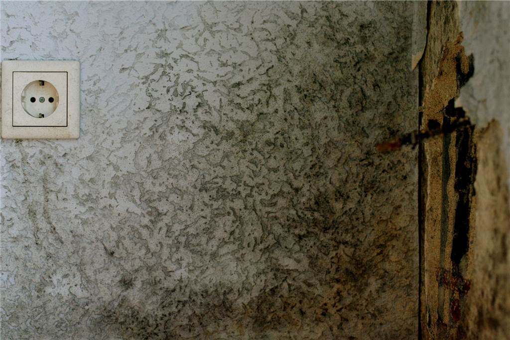 Mehr Schimmelfälle - Sachverständiger: „Die Leute haben Angst zu lüften“ Eine von Schimmel befallene Wand