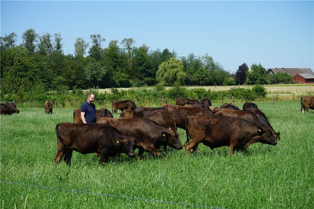 Eine Wagyu-Rindderherde mit Züchter Patrick Balster.