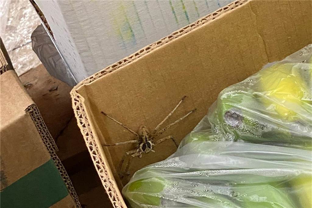 Geerbte Pinguine und Wildschweine im Wohnzimmer: Lustige Tiermeldungen aus NRW in 2022 Eine Warmhaus-Riesenkrabbenspinne sitzt in einer Bananenkiste in einem Supermarkt in Krefeld.