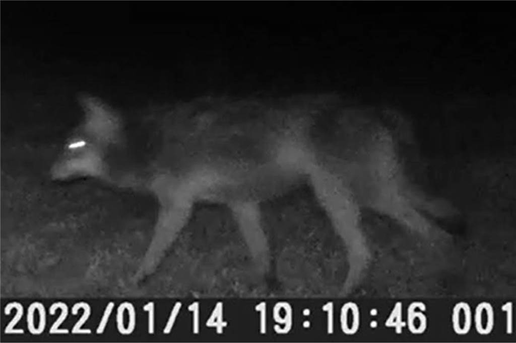 Neue Wolfsverordnung: Wann Wölfe vergrämt oder erschossen werden sollen Eine Wildkamera hat diesen Wolf in der vergangenen Woche in der Nähe eines Reiterhofs in Hünxe gefilmt.