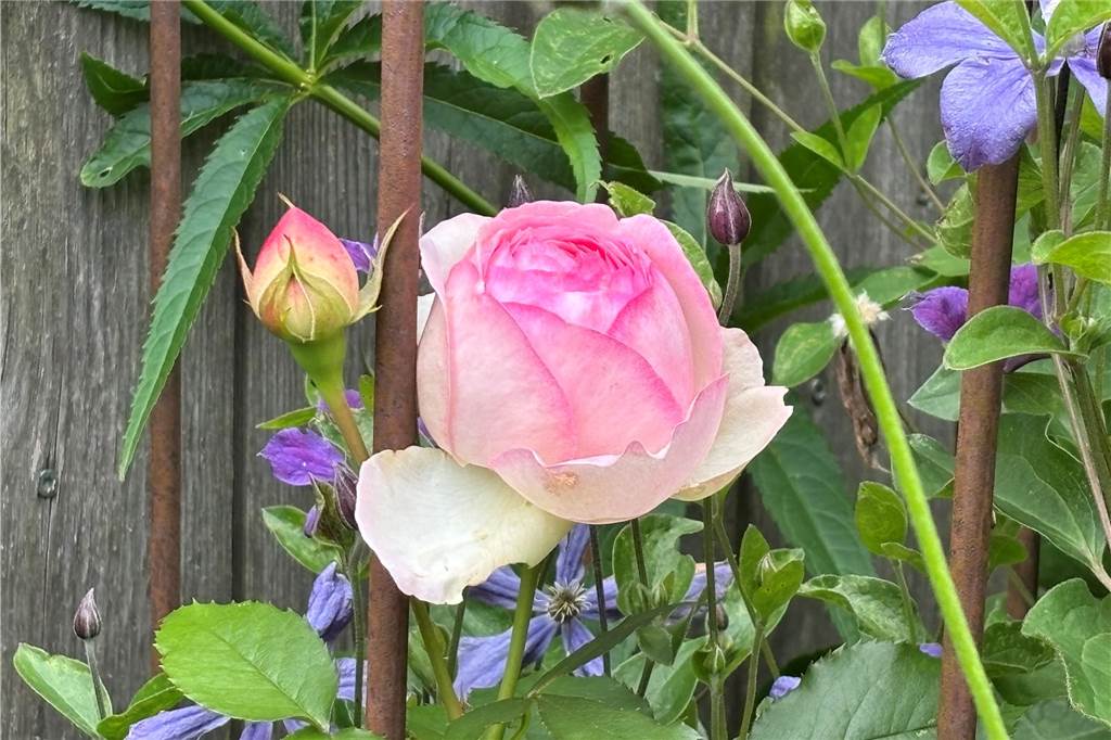 In allen Ecken gibt es etwas zu entdecken: Zu Besuch im Garten von Rita Wehr eine rosa Rose