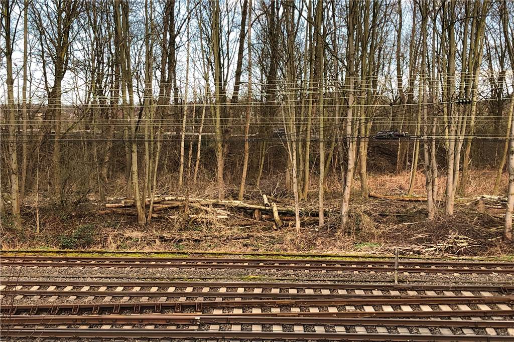 Baumfällungen: Manche Stellen sehen aus wie die Kulisse für einen Horrorfilm Einen großflächigen Grünschnitt hat die Deutsche Bahn auch am Scharnhorster Bahnhof vorgenommen
