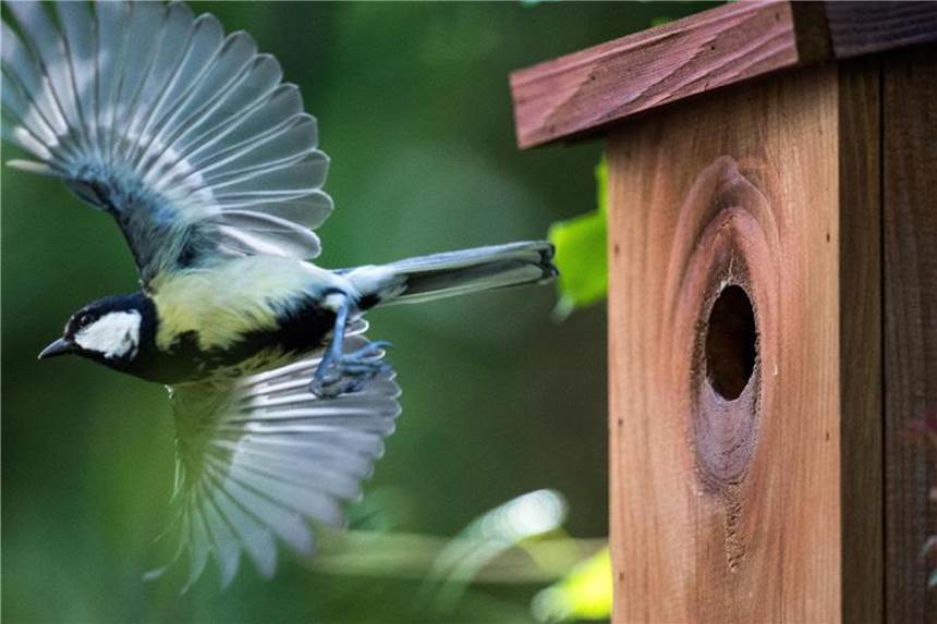 Leere Nistkästen dürfen jetzt gereinigt werden Einen Nistkasten säubert man am besten mit kochendem Wasser und einer Kochsalzlösung. Foto: Bernd von Jutrczenka