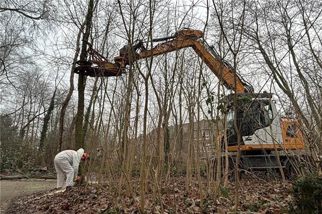 Gefahr auch für Menschen: Neuartiger Pilz befällt Ahornbäume in Südlohn Mann im Overall und ein Kran im Wald