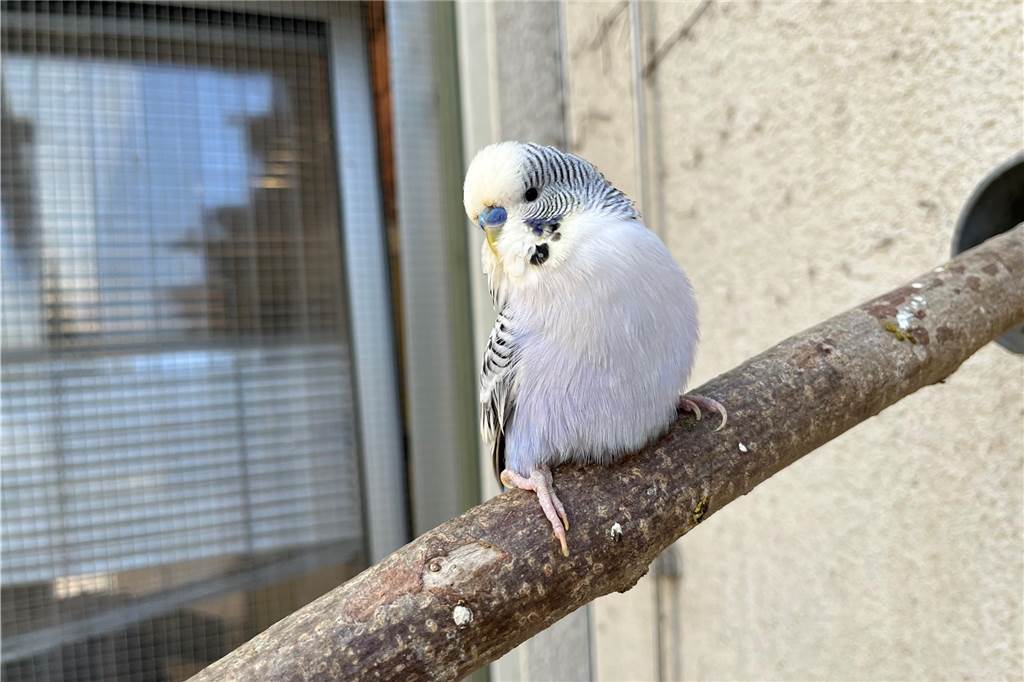 Erben einverstanden: Tierheim darf 125 Wellensittiche vermitteln Ein blauweißer Wellensittich auf einem Ast.