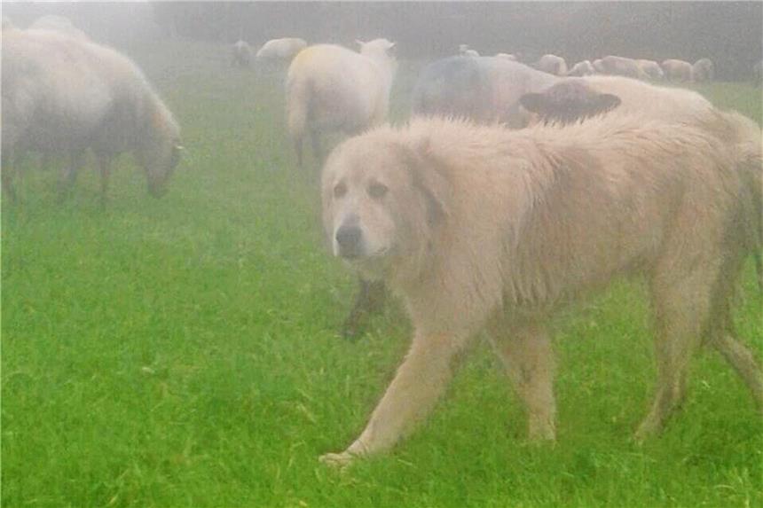 Wie sich Dortmunds Schäfer für die Ankunft des Wolfs wappnen Einer der fünf Herdenschutzhunde von Schäfer Christopher May im Morgennebel bei der Arbeit.May