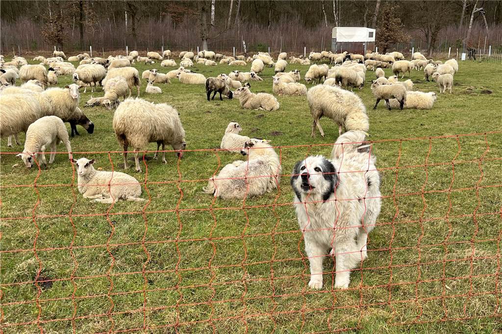 Schafe quälten sich stundenlang: Warten auf Wolfsberater war unnötig Einer der Herdenschutzhunde von Erwin Biedermann