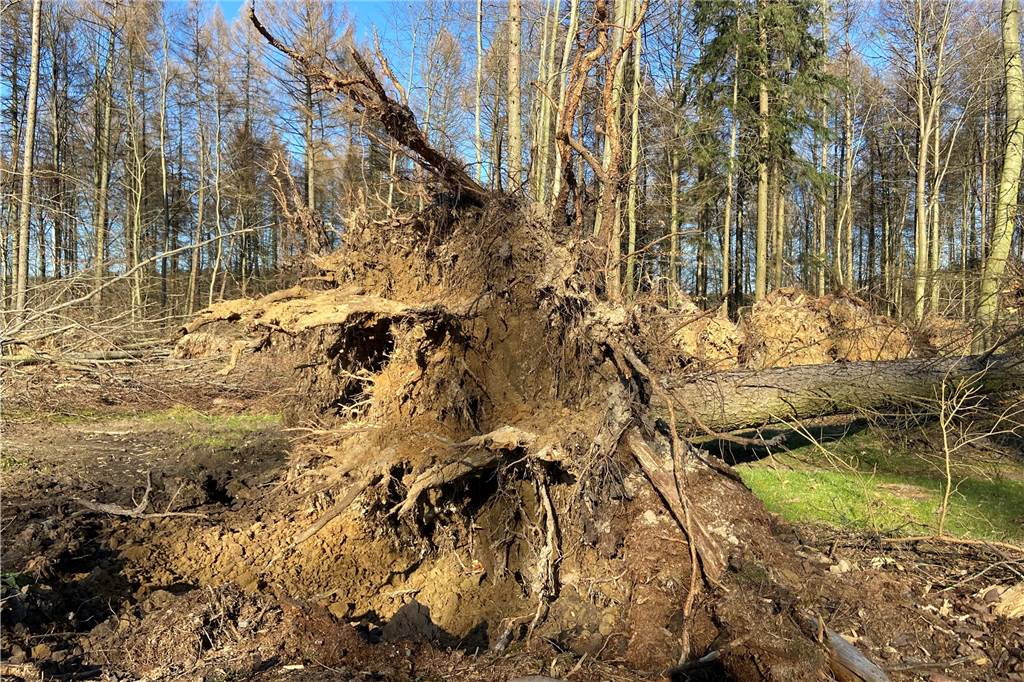 Sturmschäden in Haltern: Wald wird Jahrzehnte zum Heilen brauchen (mit Video) Baum im Sturm Zeynep in Haltern entwurzelt