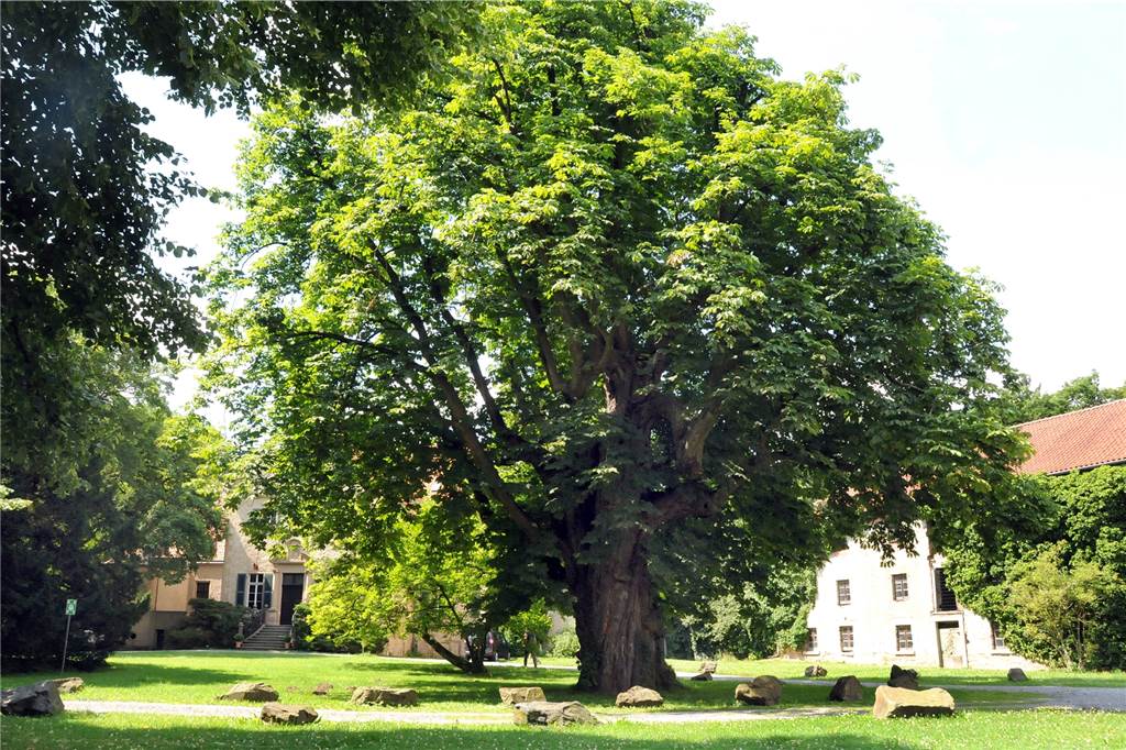 Wandhofen: Der beschauliche, grüne Ortsteil hat Jugendlichen und Senioren wenig zu bieten Einer der prächtigsten Bäume auf der Naturdenkmalliste des Kreises Unna ist die 300-jährige Kastanie im Innenhof von Haus Ruhr.